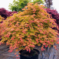 Moonrise Full Moon Japanese Maple Tree (Acer Shirasawanum;Moonrise;) Seeds(6 Seeds)