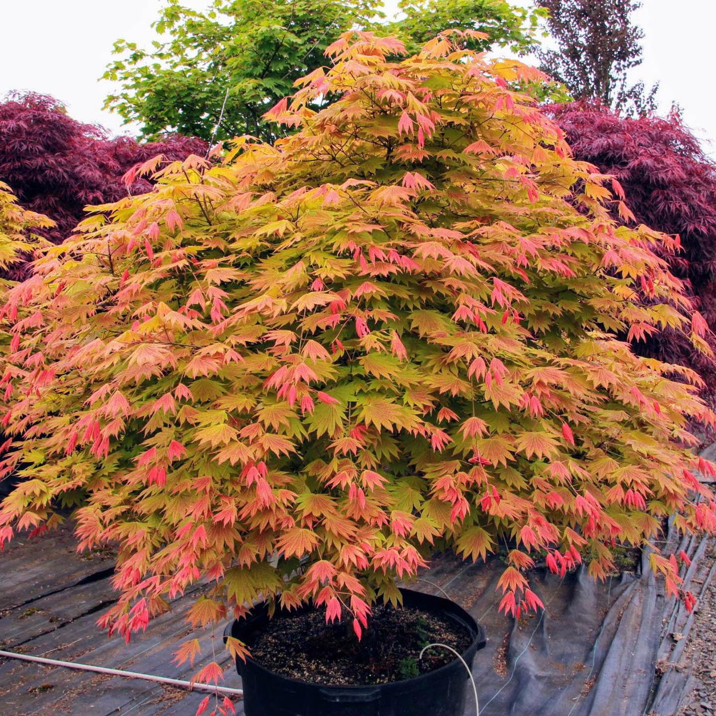 Moonrise Full Moon Japanese Maple Tree (Acer Shirasawanum;Moonrise;) Seeds(6 Seeds)