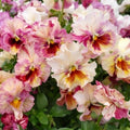 40/200/400+ Seeds| Chianti Mix Pansy Seeds - Cold Resistant - Draft Resistant - Open-Pollinating- Self-Pollinating - Plant in late Spring/Spring(40 Seeds)
