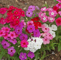 Drummond Mix Annual Phlox Flower Seeds(10 Seeds)