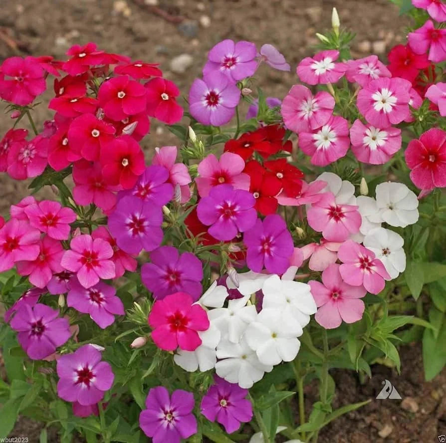 Drummond Mix Annual Phlox Flower Seeds(10 Seeds)