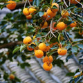 Date Plum Seeds: Mediterranean Persimmon Diospyros Lotus, Rare Fruit Tree Seeds(2 Seeds)
