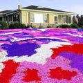 400/2000/4000+ Mixed Creeping Phlox Seeds – Colorful Perennial Ground Cover, Non-GMO Flower Lawn Alternative(400 Seeds)