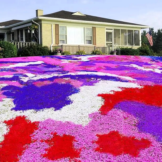 400/2000/4000+ Mixed Creeping Phlox Seeds – Colorful Perennial Ground Cover, Non-GMO Flower Lawn Alternative(400 Seeds)