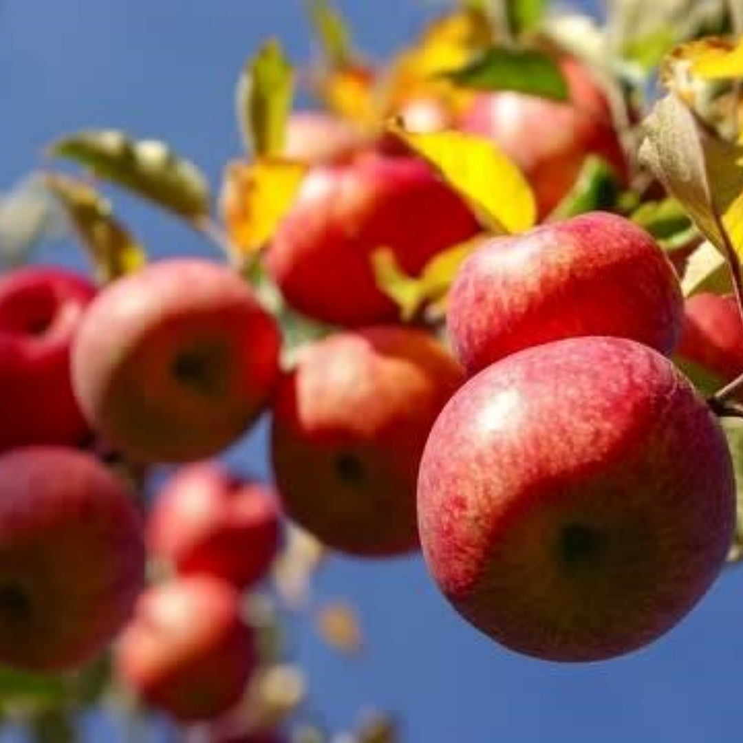 4/20/40+ Liberty Apple Seeds Heirloom Garden Fruit Tree Planting(4 Seeds)