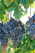2/7/14 Purple CONCORD GRAPE Fruit Vine Vitis Labrusca White Flower Seeds(2 Seeds)