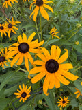 Black Eyed Susan Seeds(60 Seeds)