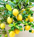 2/10/20PCS Meyer Lemon Seeds Delicious Fruit Citrus Fruit Garden Tree Seeds Heirloom(2pcs)