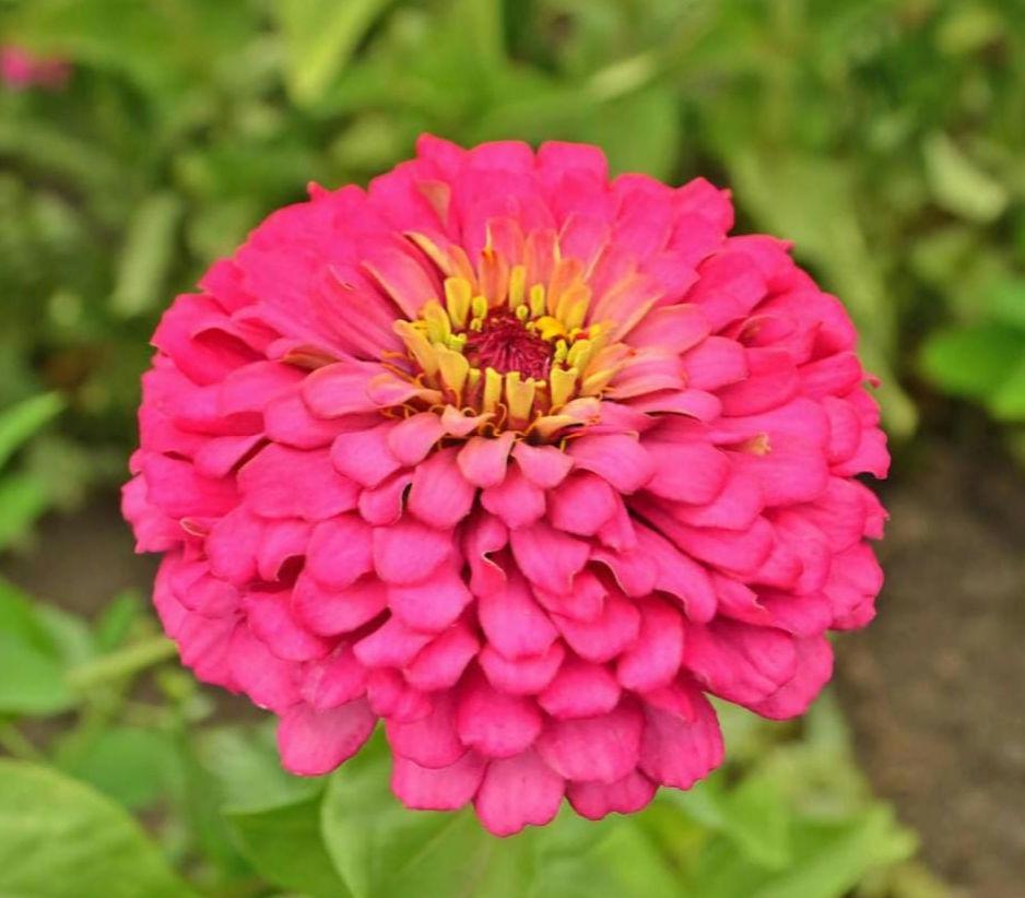 Zinnia, Rose pink colored (zinnia elegans)(50 Seeds)