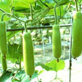 Edịble Long Bottle Gourd SéẹDs/Asian Indian Opo Squash/Dudi/Calabash/Long Melon - 5/15/30 Séẹds Seeds_Easy_Grow(5PCS)