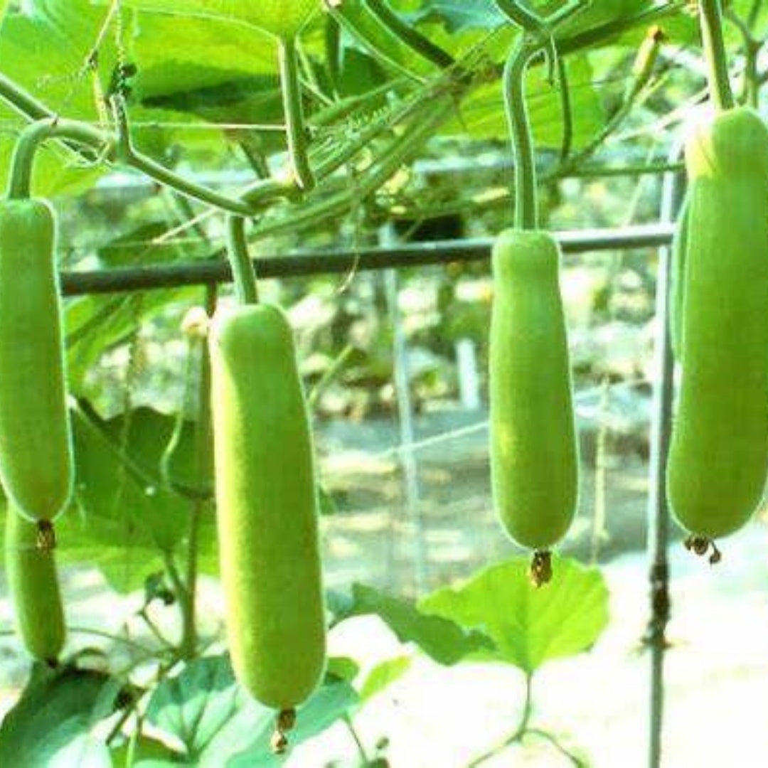 Edịble Long Bottle Gourd SéẹDs/Asian Indian Opo Squash/Dudi/Calabash/Long Melon - 5/15/30 Séẹds Seeds_Easy_Grow(5PCS)