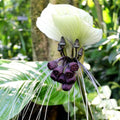 White Bat Flower Seeds -  Seeds for Planting - Tacca chantrieri(5pcs)