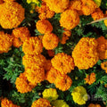 Sparky Marigold Seeds (French) – Heirloom Flower, Bright and Cheerful Blooms, Classic Garden Annual | 100/500/1000 Seeds(100 Seeds)