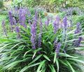 2/10/20 Liriope Muscari aka Big Blue Lily Turf/Monkey Grass Flower Seeds(2 Seeds)