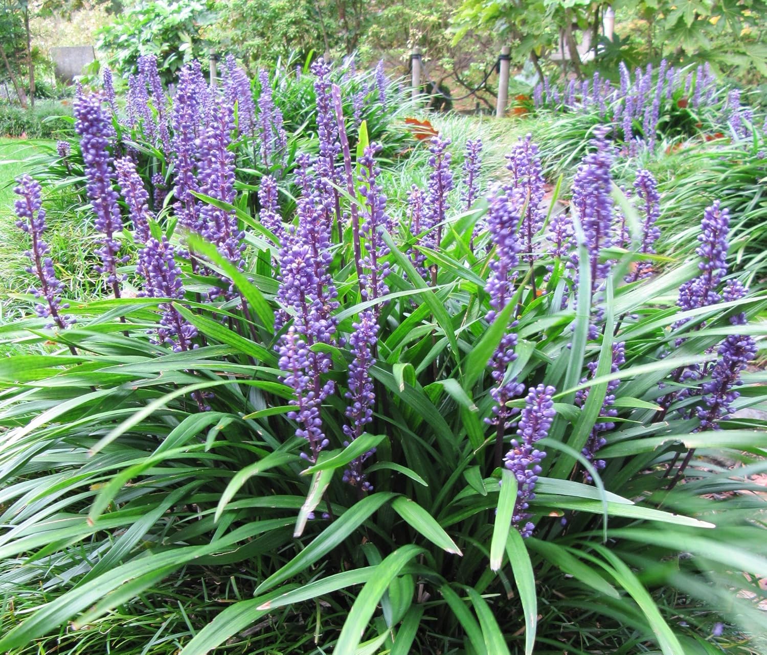 2/10/20 Liriope Muscari aka Big Blue Lily Turf/Monkey Grass Flower Seeds(2 Seeds)