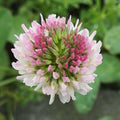 1000/5000/10000 Strawberry Clover Seeds | Pollinator Flower Seeds for Bees  Butterflies, Native Wildflower Garden Seed, Trifolium fragiferum(1000 Seeds)