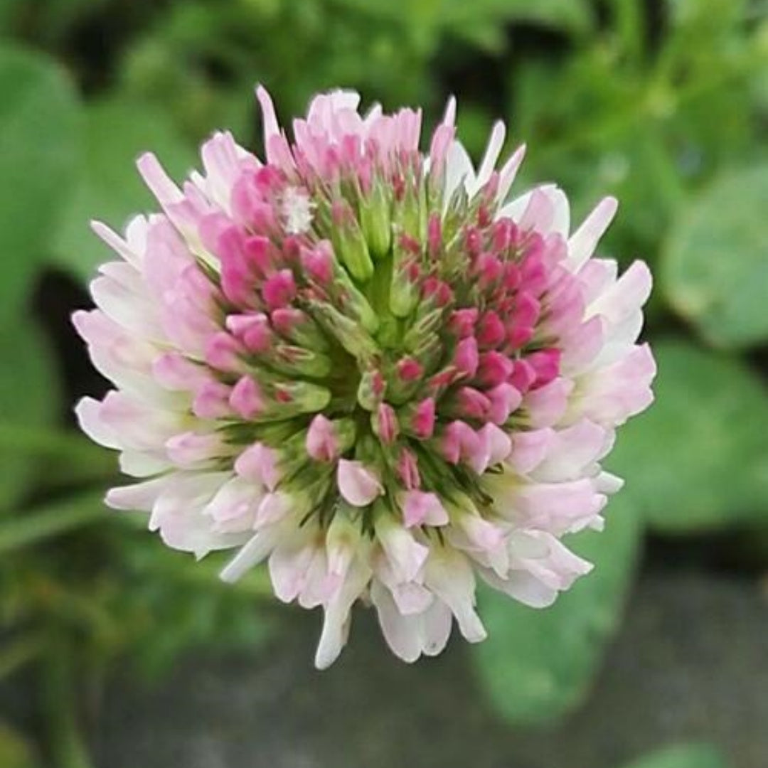 1000/5000/10000 Strawberry Clover Seeds | Pollinator Flower Seeds for Bees  Butterflies, Native Wildflower Garden Seed, Trifolium fragiferum(1000 Seeds)