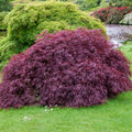 Tamukeyama Japanese Maple Tree (Acer Palmatum;Tamukeyama;) Seeds(2 Seeds)