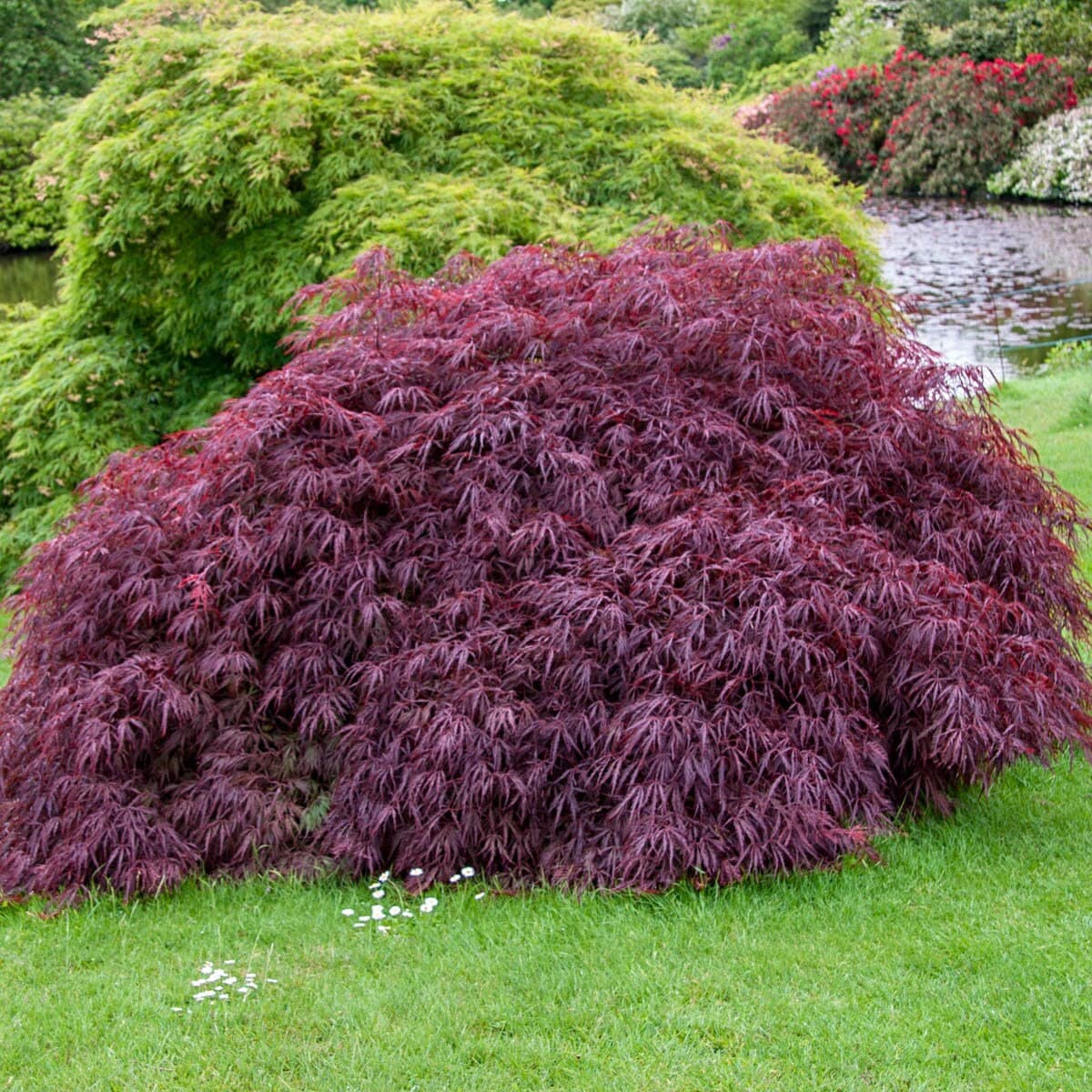 Tamukeyama Japanese Maple Tree (Acer Palmatum;Tamukeyama;) Seeds(2 Seeds)