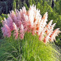20/100/200 Pink Pampas Grass Shrub Seeds(20 Seeds)