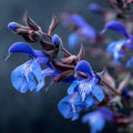 Salvia Guaranitica Seeds — 10/50/100 Seeds, Blue Anise-Scented Sage(10 Seeds)