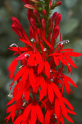 20/100/200 CARDINAL FLOWER LOBELIA Cardinalis Flower Seeds *Comb S/H(20 Seeds)