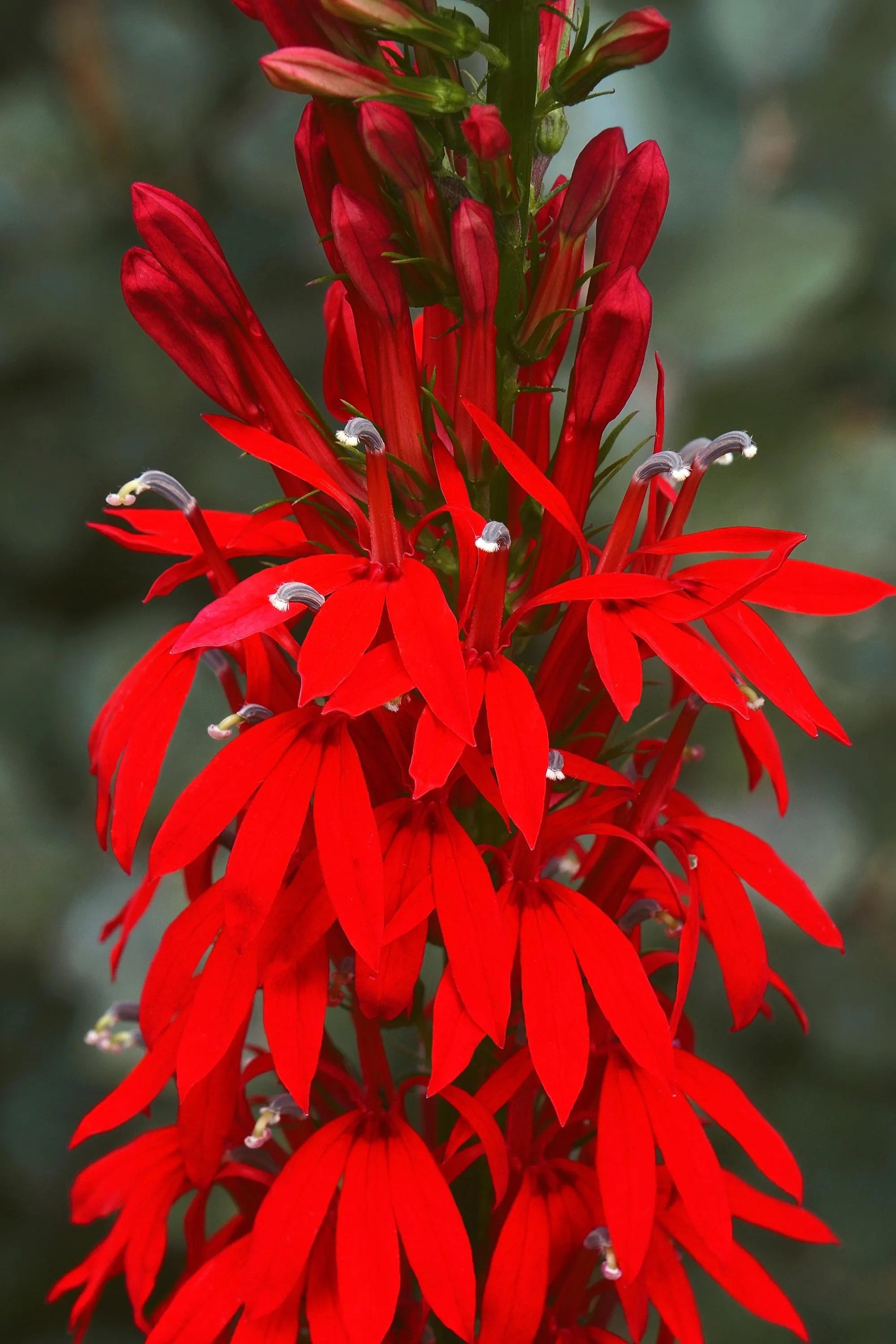 20/100/200 CARDINAL FLOWER LOBELIA Cardinalis Flower Seeds *Comb S/H(20 Seeds)