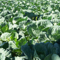 Russian Red Kale 20/100/200 Seeds, Tronchuda Beira, Open Pollinated Non GMO, Sea Kale, couve galega, Galician kale,  Beira Kale, Braganza cabbage(20 Seeds)