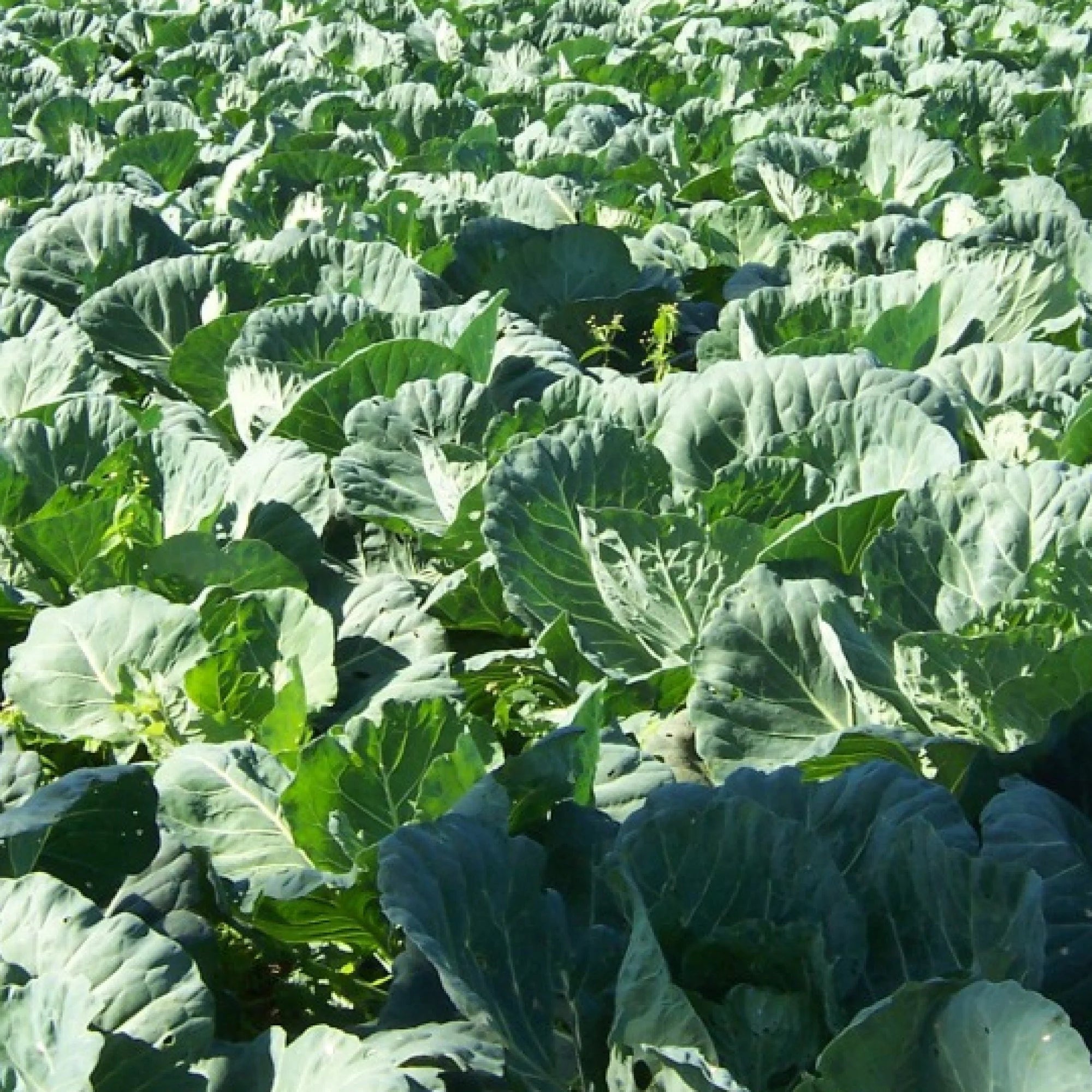 Russian Red Kale 20/100/200 Seeds, Tronchuda Beira, Open Pollinated Non GMO, Sea Kale, couve galega, Galician kale,  Beira Kale, Braganza cabbage(20 Seeds)
