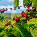 20/100/200 Coffee arabica Seeds – Tropical Coffee Bean Plant – Indoor House Plant or Outdoor Tree – Heirloom Arabica Coffee Seeds(20 Seeds)