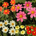 6/30/60+ Seeds | Itsy Bitsy Collection Dahlia Seeds, Compact Colorful Blooms, Easy to Grow Garden Flowers, Long Lasting Cut Flower(6 Seeds)