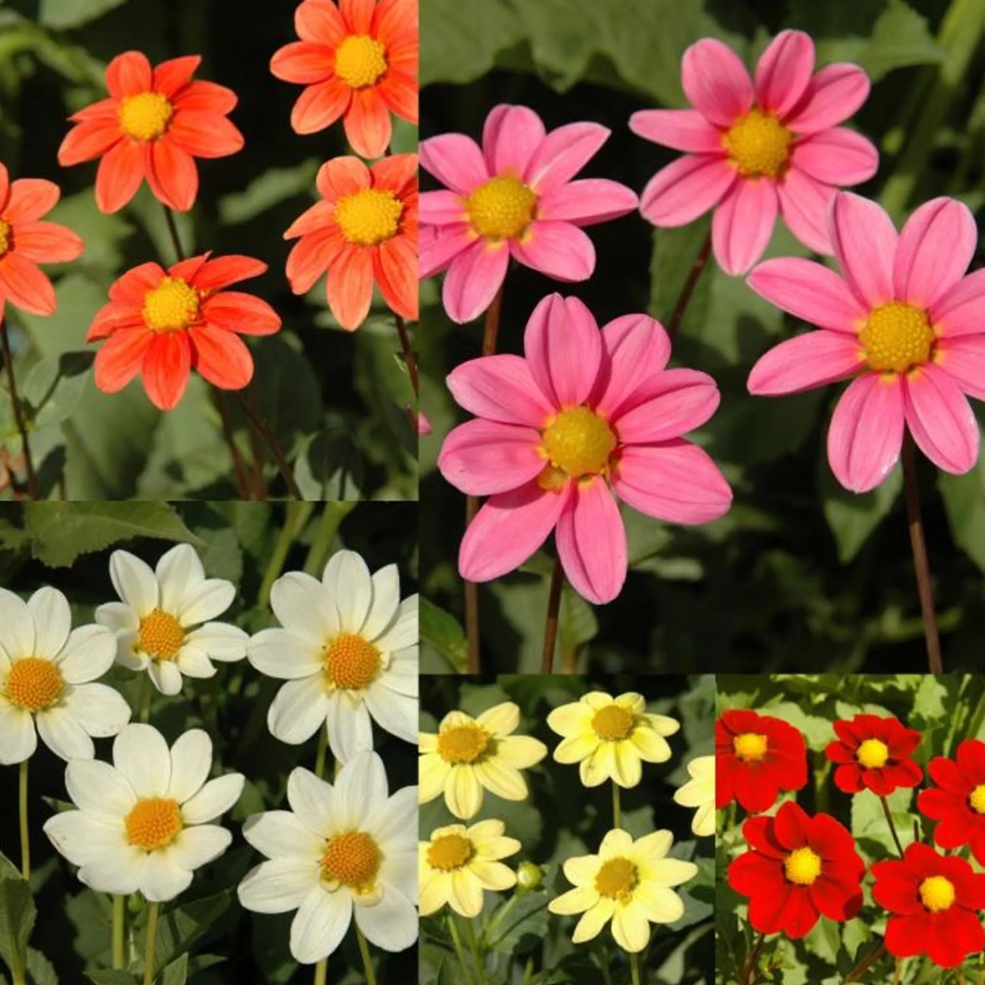 6/30/60+ Seeds | Itsy Bitsy Collection Dahlia Seeds, Compact Colorful Blooms, Easy to Grow Garden Flowers, Long Lasting Cut Flower(6 Seeds)