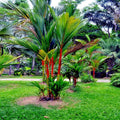 4/20/40 Red Sealing;LIPSTICK Palm Tree Seeds(4 Seeds)