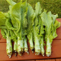 6/30/60 Seeds| Celtuce (Chinese Stem Lettuce) Seeds - Vegetable Seeds - Asparagus Lettuce - Lactuca - Planting in Early Spring/ Late Summer(6 Seeds)