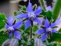 Borage Seeds | Heirloom - Non-GMO | Borage Officinalis | Herb Seeds | Seed Store(20 Seeds)