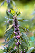 8/40/80 MOTHERWORT (Lions Tail / Heartwort) Leonurus Cardiaca Herb Flower Seeds(8 Seeds)