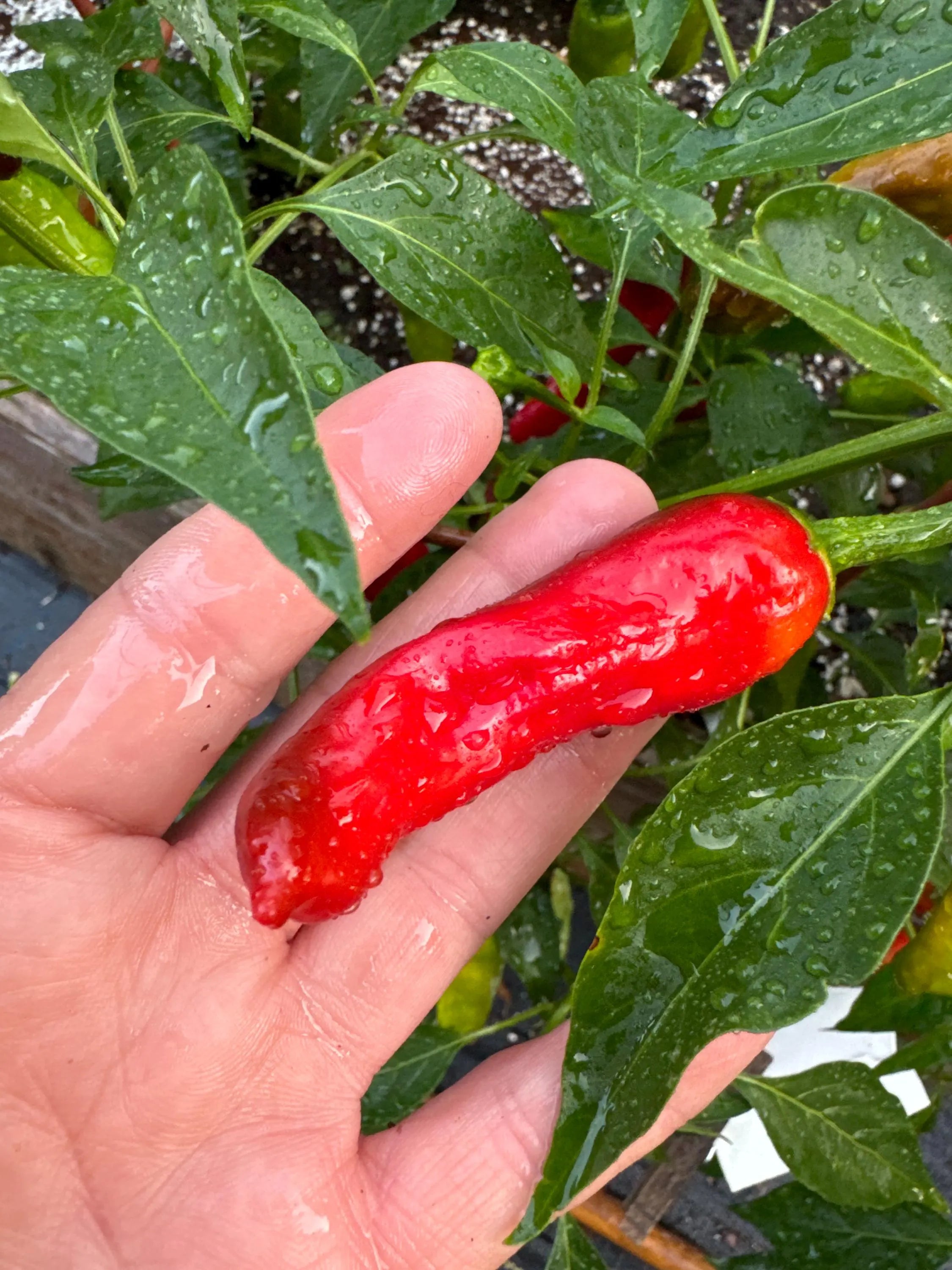 Pepper Shishito Pepper seeds 20/100/200(20 Seeds)