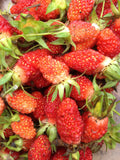 6/30/60 Hanging Basket Strawberry Seeds(6 Seeds)