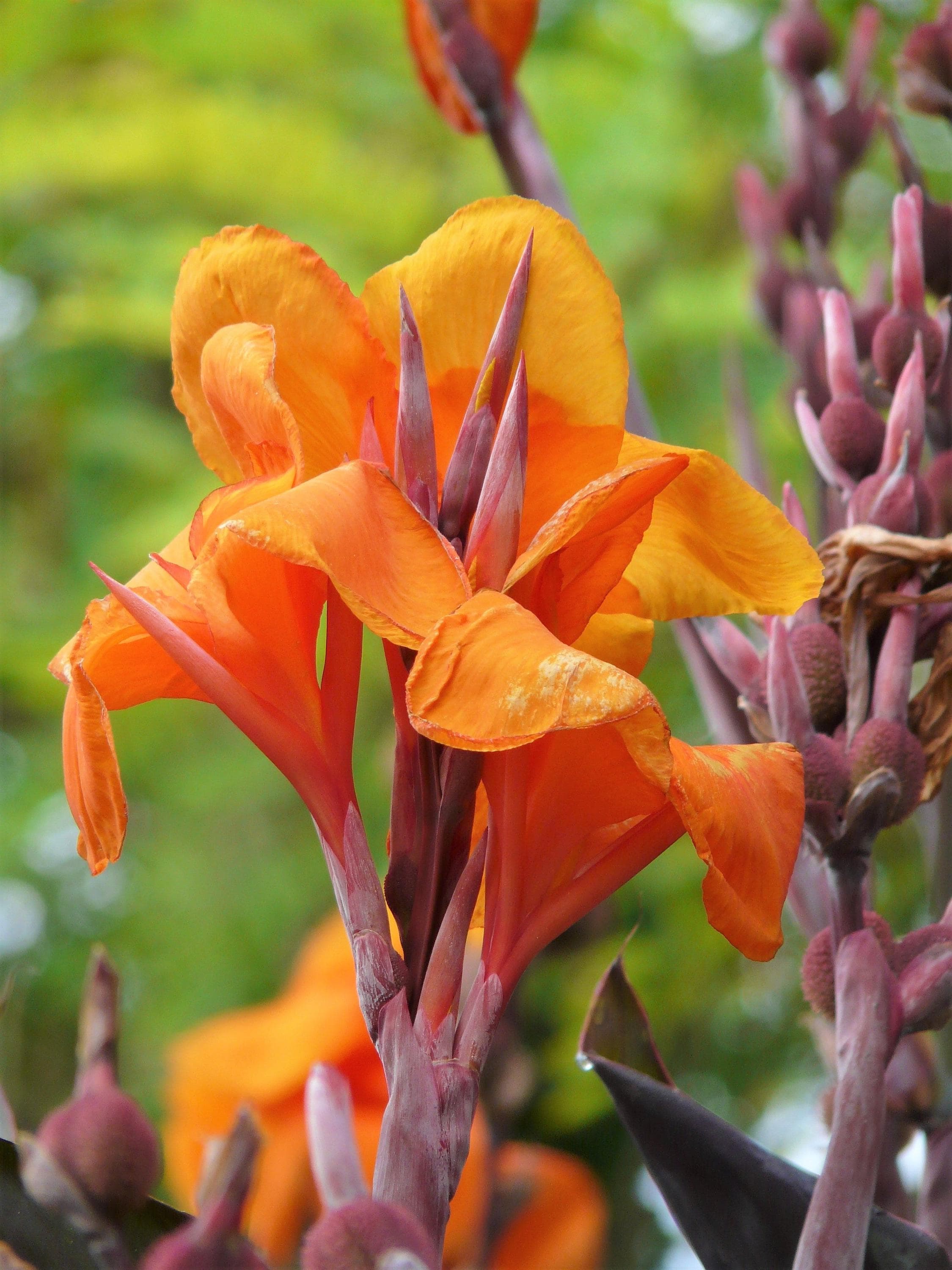 4/20/40 ORANGE CANNA LILY Indian Shot Arrowroot Canna Indica Flower Seeds(4 Seeds)