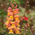 Orange Wonder Snapdragon Seeds – Vibrant Orange Blooms,  Easy to Grow – Friendly - Pollinating-Plant in early Spring - 6/30/60 SEEDS(6 Seeds)