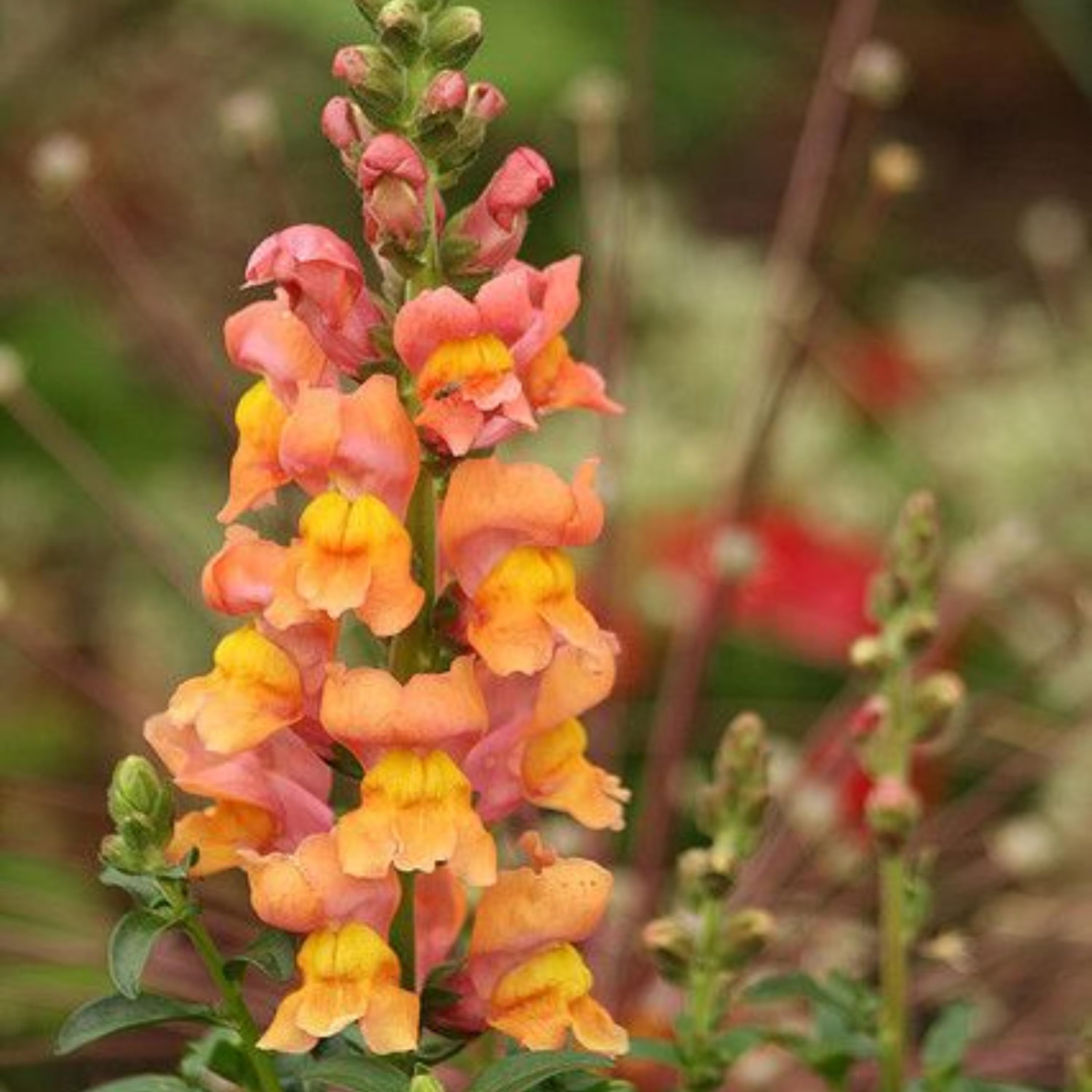 Orange Wonder Snapdragon Seeds – Vibrant Orange Blooms,  Easy to Grow – Friendly - Pollinating-Plant in early Spring - 6/30/60 SEEDS(6 Seeds)