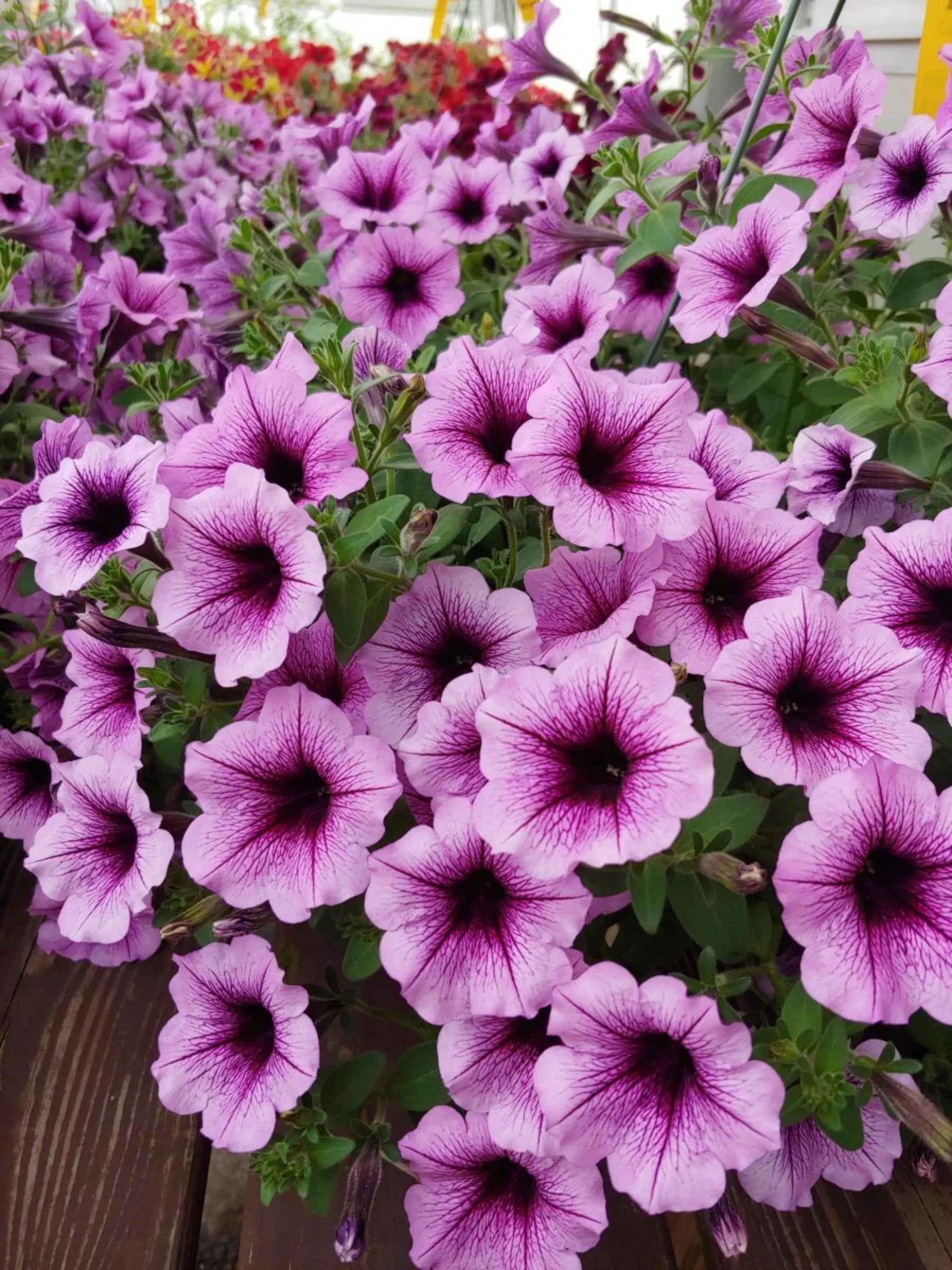 800/4000/8000+ Petunia Seeds – Mixed Hybrida Perennial Hanging Flowers(800 Seeds)