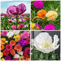100/500/1000 Flower Seeds – Moss Rose, Afghan Poppy Multi-Color Mix (Hoa Mười Giờ  Hoa Nhất Kim Anh Nhiều Màu)(100 Seeds)