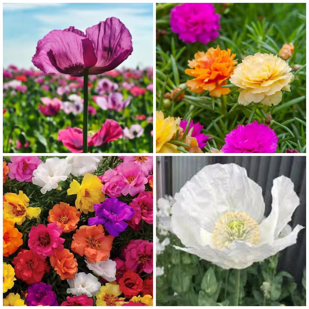 100/500/1000 Flower Seeds – Moss Rose, Afghan Poppy Multi-Color Mix (Hoa Mười Giờ  Hoa Nhất Kim Anh Nhiều Màu)(100 Seeds)