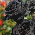 3/15/30 Black Rose Seeds | Rare Heirloom Non-GMO Variety | Easy to Grow, Perfect for Gardens, Bonsai  Unique Floral Displays.(3 Seeds)