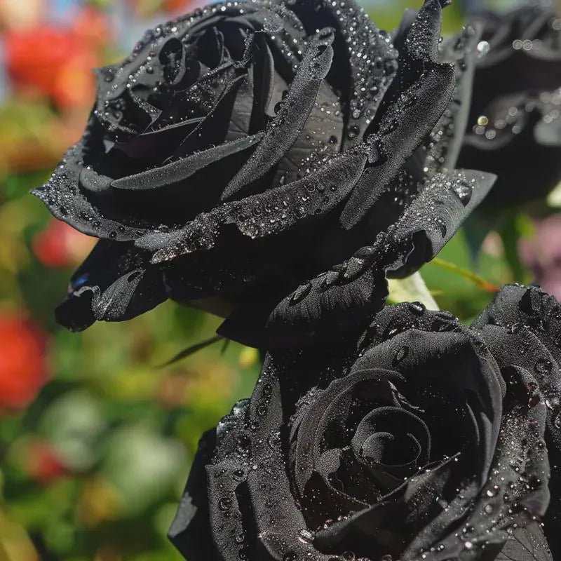 3/15/30 Black Rose Seeds | Rare Heirloom Non-GMO Variety | Easy to Grow, Perfect for Gardens, Bonsai  Unique Floral Displays.(3 Seeds)