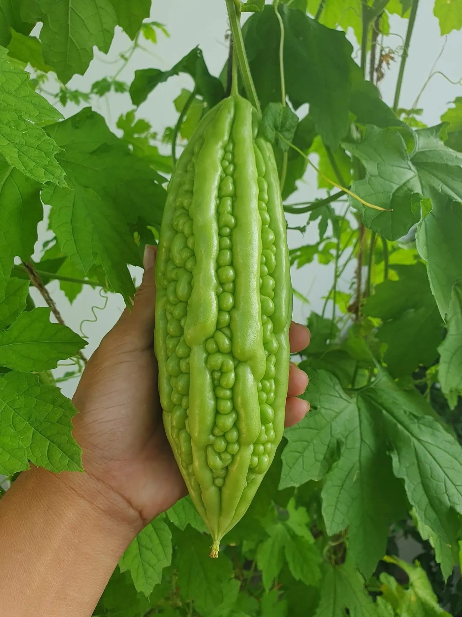 20/100/200 Long Bitter Melon Seeds - Khổ Qua Mỡ Trái Dài - Up to 16 inches Fast Growing - AKA. Bitter Gourd, Bitter Squash, Balsam Pear, Kyushu, Kar(20 Seeds)