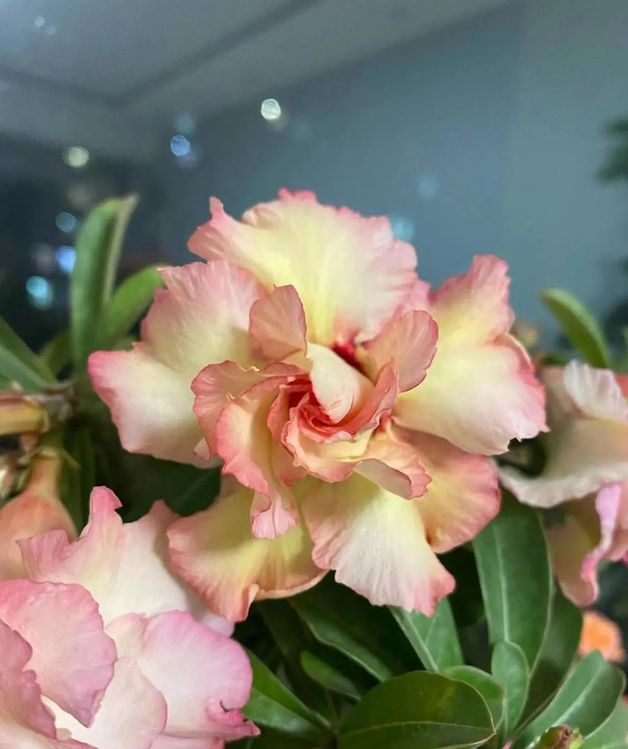 1/4/8Pcs Rare Yellow  Pink Desert Rose Seeds Garden Flower Decor-seed(1 Seeds)