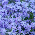 50+ Seeds| Emerald Blue Creeping Phlox Seeds - Cold Resistant - Drought Resistant - Evergreen - Potted - Plant in early Spring/Fall(50 Seeds)