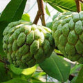 Annona Squamosa Sugar Apple Seeds - Custard Apple Seeds(2pcs)